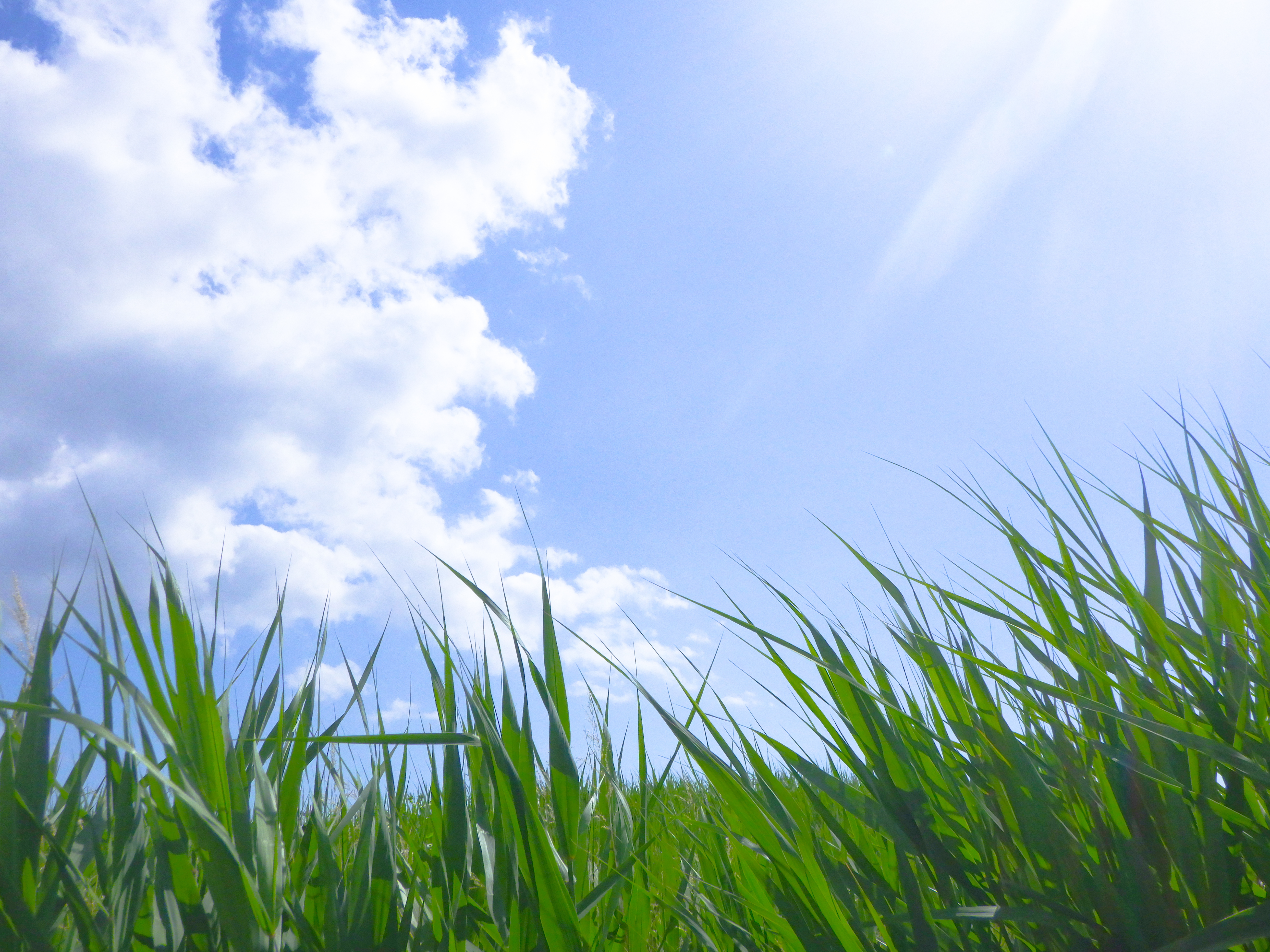 【夏本番前に】庭の雑草対策は高田園にお任せください！/7月の営業日カレンダーも掲載