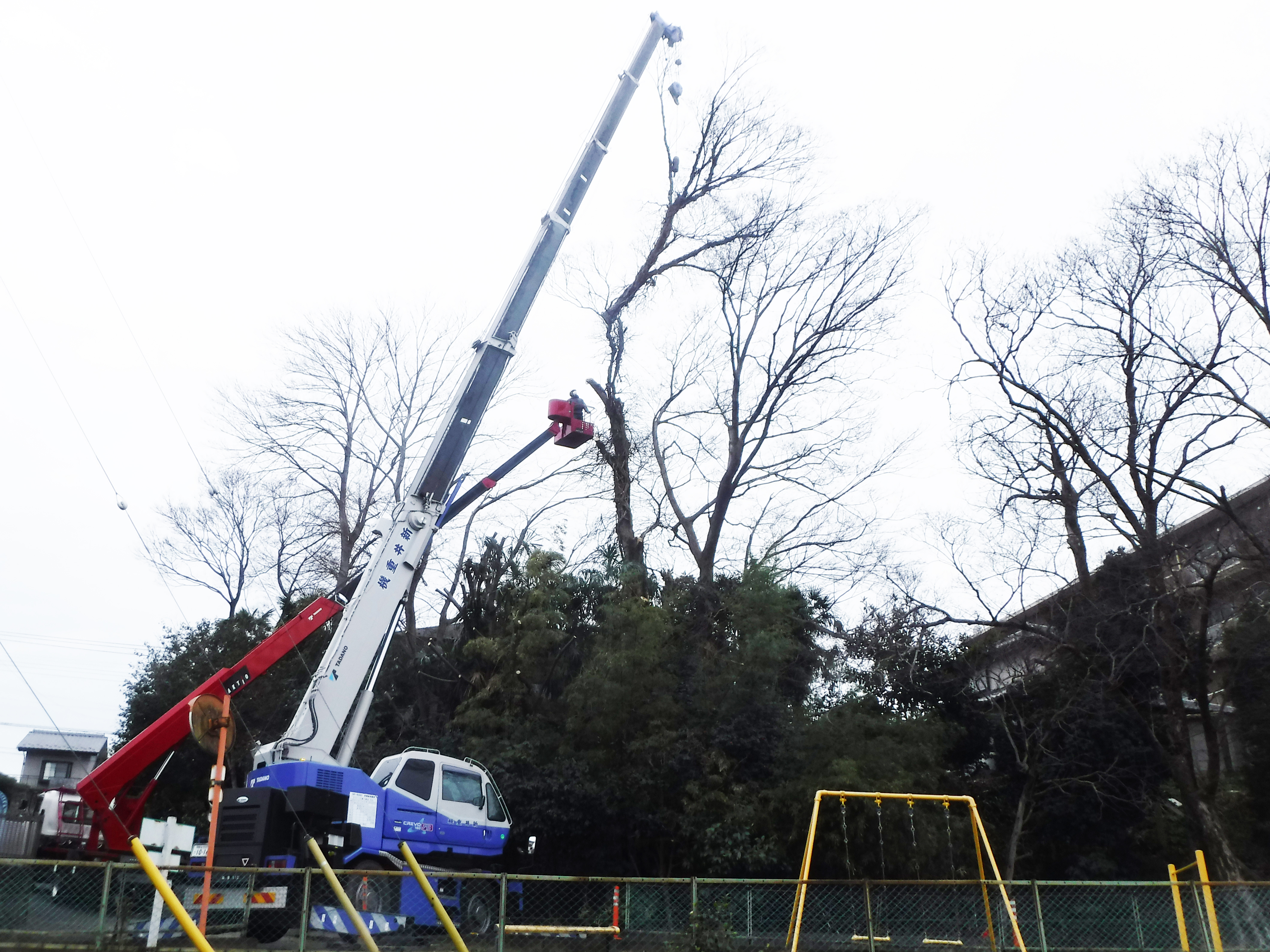 【実績紹介】深谷市｜30m級のエノキ伐採作業を安全に実施しました（交通規制・重機使用）
