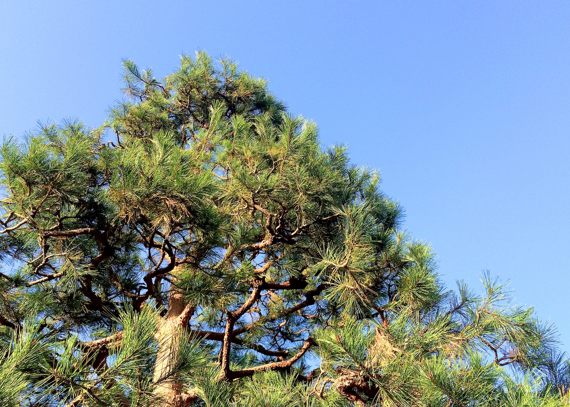 松の剪定、庭木の剪定どこに頼めばいいかわからない方へ｜深谷の造園業・高田園