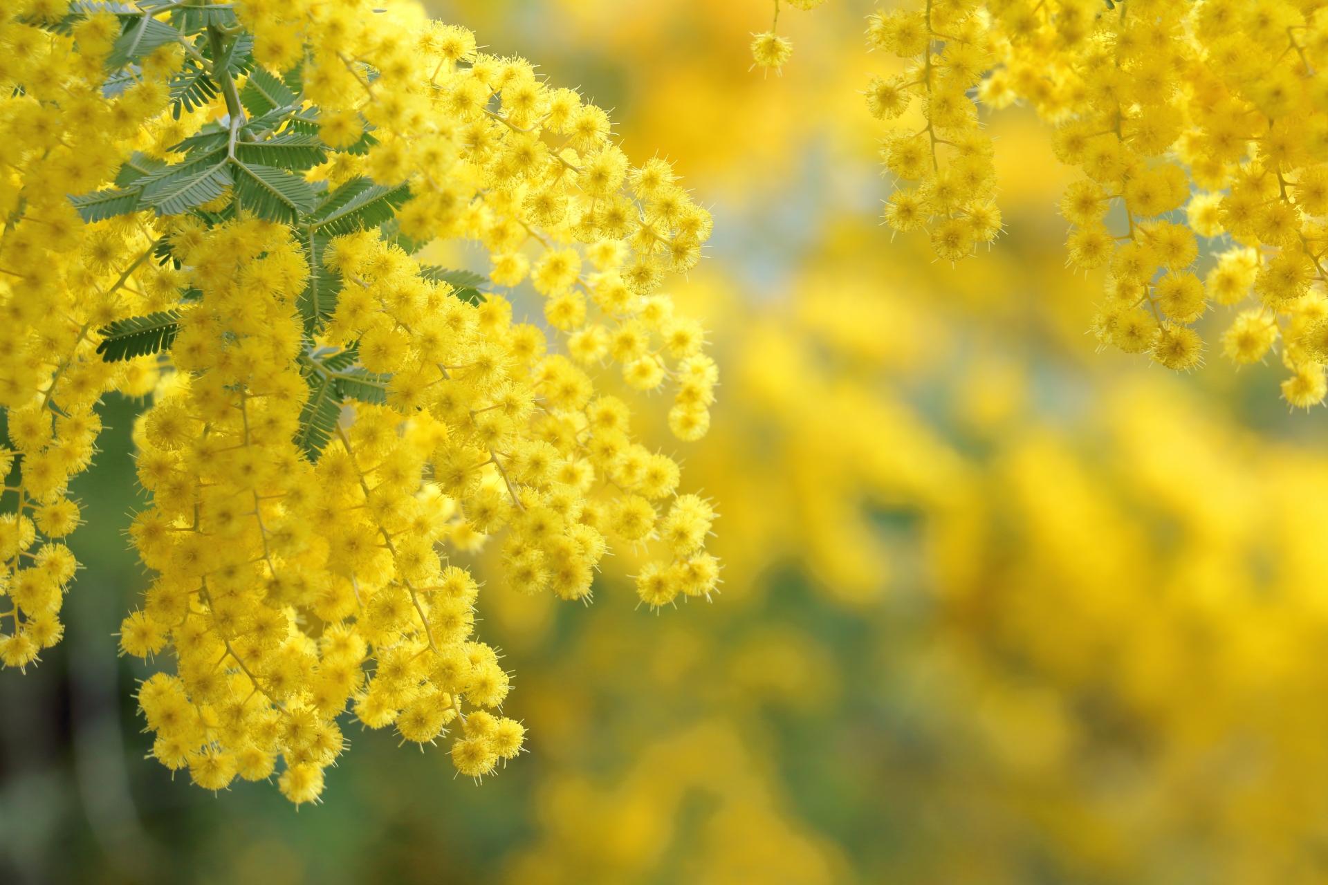 【3月営業日のお知らせ】個人邸お庭のお手入れは今がチャンスです！