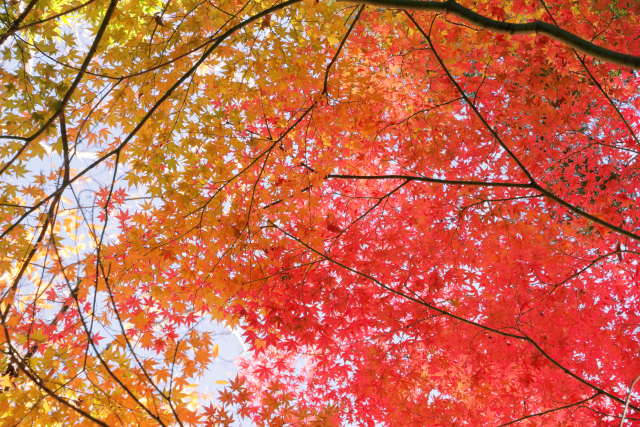 11月の営業日はこちら ｜お庭の木、定期的にお手入れしていますか